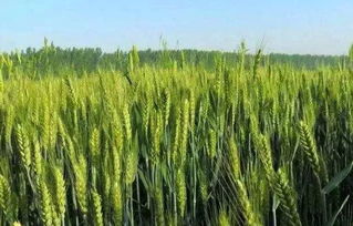環(huán)?？破?從土壤污染到農(nóng)作物安全——水果種植篇