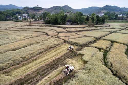 貴州畢節(jié) 農(nóng)作物秸稈綜合利用效益顯著