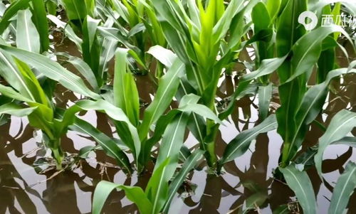 河南強降雨致上千公頃農作物受災，專家稱夏糧總體穩定但蔬菜供應面臨挑戰