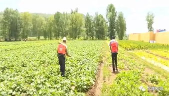 臨夏州和政縣積極開展農(nóng)作物病蟲害統(tǒng)防統(tǒng)治，保障農(nóng)業(yè)豐收