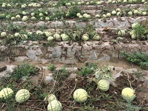 農(nóng)作物重茬原因及防治措施——水果種植中的關(guān)鍵要點