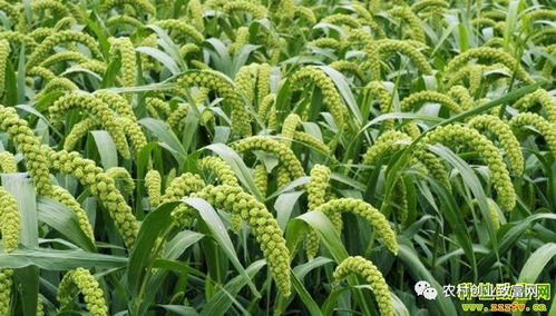 2018年蔬菜種植前景分析 哪些品種值得關注？