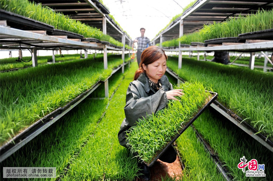 江西實現早稻工廠化無土育苗規?；N植 農業現代化的新藍本